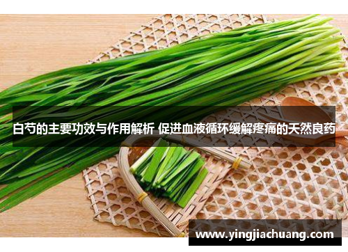 白芍的主要功效与作用解析 促进血液循环缓解疼痛的天然良药